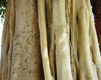 פיקוס מעוקם - עצי נוי | הדר נוי משתלות