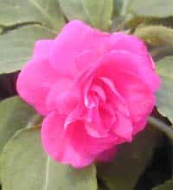 בשמת השולטן - עצי נוי | הדר נוי משתלות