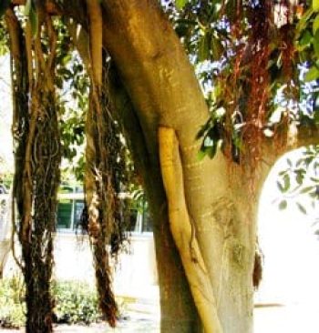 פיקוס מעוקם - עצי נוי | הדר נוי משתלות