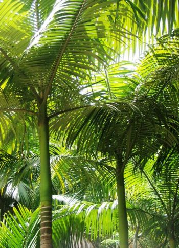 ארכי-תמר קונינגהמיאנה ('דקל הטבעות') - עצי נוי | הדר נוי משתלות