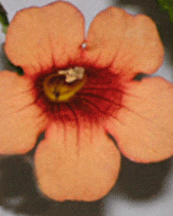 עקולית משרישה - עצי נוי | הדר נוי משתלות