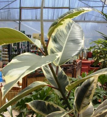 פיקוס הגומי - עצי נוי | הדר נוי משתלות