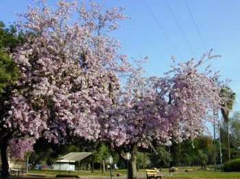 בוהיניה מגוונת- עצי נוי | הדר נוי משתלות