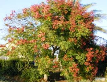 פנסית דו נוצתית (קלורטריה) - עצי נוי | הדר נוי משתלות