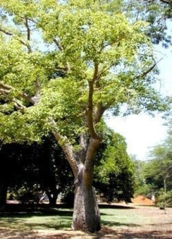 כוריזיה בקבוקית - עצי נוי | הדר נוי משתלות