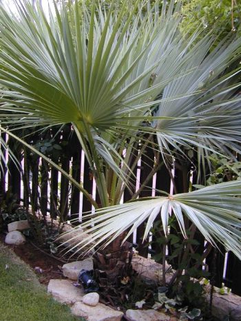 ליויסטונה צ'יננסיס - עצי נוי | הדר נוי משתלות