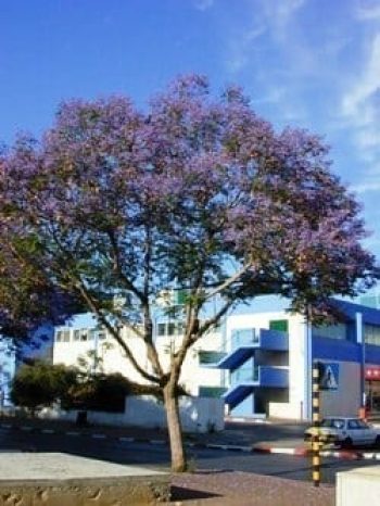 סיגלון חד-עלים (ג'קרנדה) - עצי נוי | הדר נוי משתלות