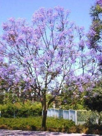 סיגלון חד-עלים (ג'קרנדה) - עצי נוי | הדר נוי משתלות