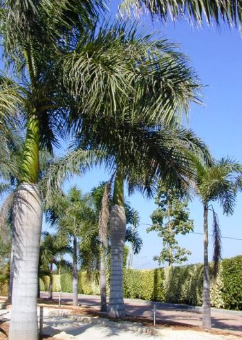 רויסטוניאה מלכותית ('דקל המלך') - עצי נוי | הדר נוי משתלות