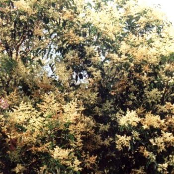 ליגוסטרום יפני - עצי נוי | הדר נוי משתלות