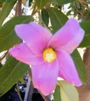 לגונריית פטרסון - עצי נוי | הדר נוי משתלות