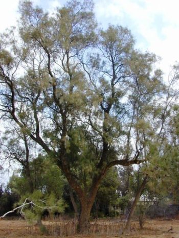 אשל הפרקים - עצי נוי | הדר נוי משתלות