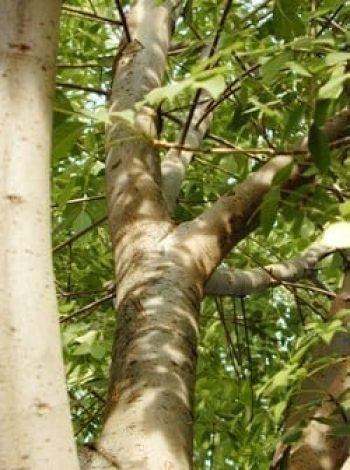 מילה ירוקת-עד - עצי נוי | הדר נוי משתלות