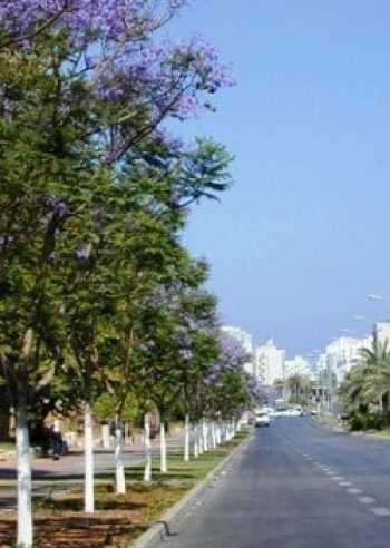 סיגלון חד-עלים (ג'קרנדה) - עצי נוי | הדר נוי משתלות