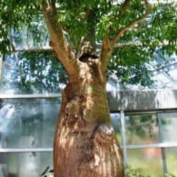 בריכיכטון דו-גוני - עצי נוי | הדר נוי משתלות