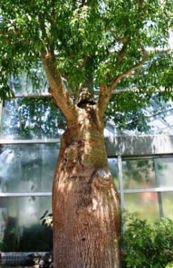 בריכיכטון דו-גוני - עצי נוי | הדר נוי משתלות