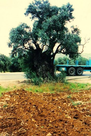 זית אירופאי - עצי נוי | הדר נוי משתלות