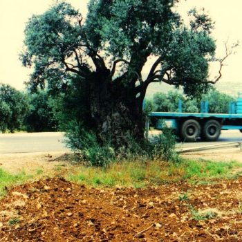 זית אירופאי - עצי נוי | הדר נוי משתלות