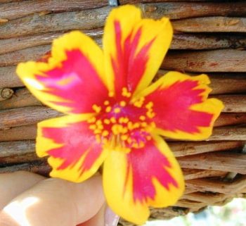 רגלה הגינה 'תרבותי' ( רגלה ר"ש) - עצי נוי | הדר נוי משתלות