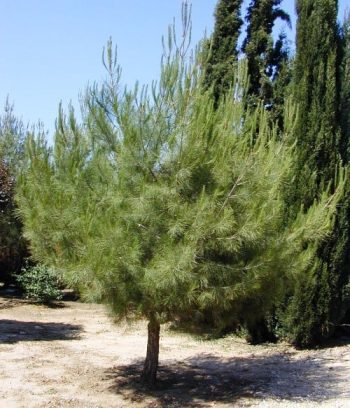 אורן הצנובר - עצי נוי | הדר נוי משתלות