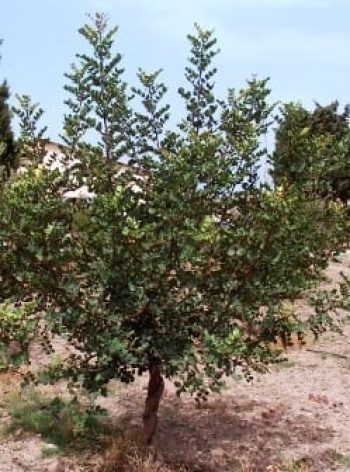 חרוב מצוי - עצי נוי | הדר נוי משתלות