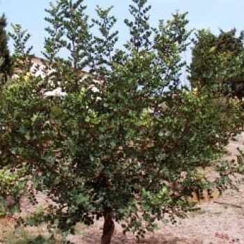 חרוב מצוי - עצי נוי | הדר נוי משתלות