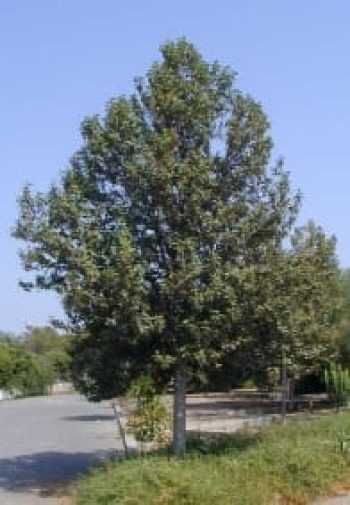 לגונריית פטרסון - עצי נוי | הדר נוי משתלות