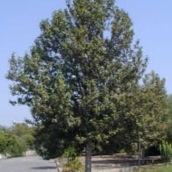 לגונריית פטרסון - עצי נוי | הדר נוי משתלות