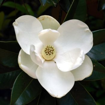 מגנוליה גדולת-פרחים - עצי נוי | הדר נוי משתלות