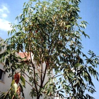 מילה ירוקת-עד - עצי נוי | הדר נוי משתלות