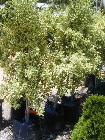 פיקוס בינימינה (סטארלייט)פיקוס בינימינה (סטארלייט) - עצי נוי | הדר נוי משתלות