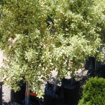 פיקוס בינימינה (סטארלייט)פיקוס בינימינה (סטארלייט) - עצי נוי | הדר נוי משתלות