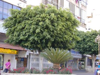 פיקוס בנימינה - עצי נוי | הדר נוי משתלות