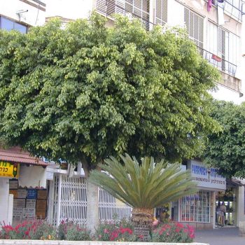 פיקוס בנימינה - עצי נוי | הדר נוי משתלות