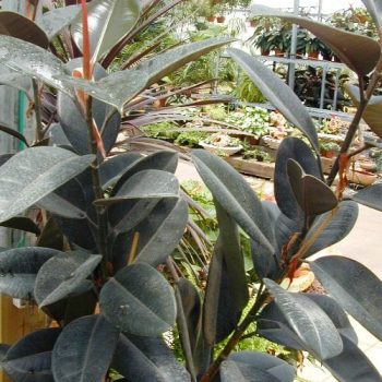 פיקוס הגומי - עצי נוי | הדר נוי משתלות