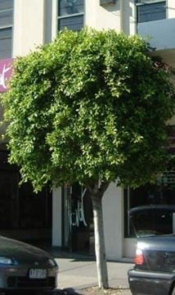 פיקוס השדרות - עצי נוי | הדר נוי משתלות