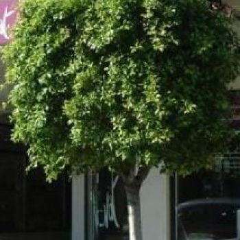 פיקוס השדרות - עצי נוי | הדר נוי משתלות