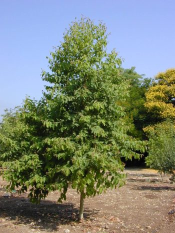 אקליפטוס לימוני- עצי נוי | הדר נוי משתלות