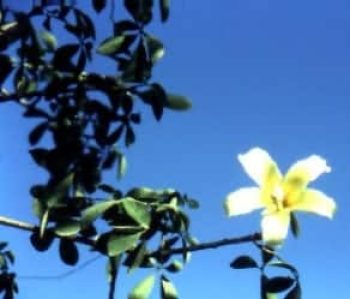 כוריזיה בקבוקית - עצי נוי | הדר נוי משתלות