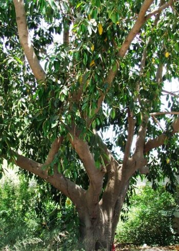 פיקוס חלוד - עצי נוי | הדר נוי משתלות