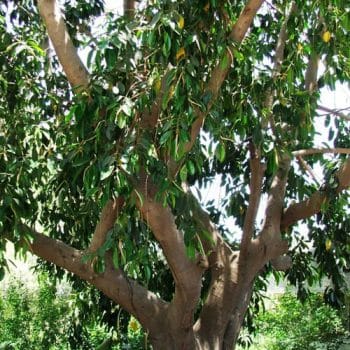 פיקוס חלוד - עצי נוי | הדר נוי משתלות