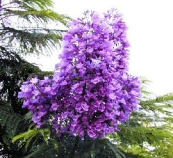 סיגלון חד-עלים (ג'קרנדה) - עצי נוי | הדר נוי משתלות