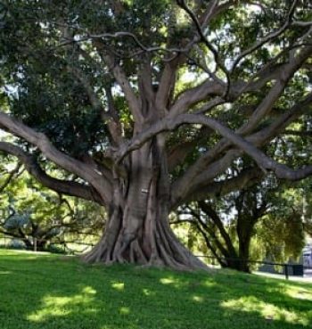 פיקוס מעוקם - עצי נוי | הדר נוי משתלות