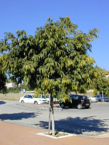פיקוס צר-עלים (פיקוס תאילנדי) - עצי נוי | הדר נוי משתלות