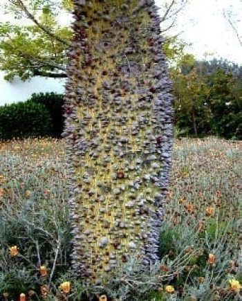 כוריזיה בקבוקית - עצי נוי | הדר נוי משתלות