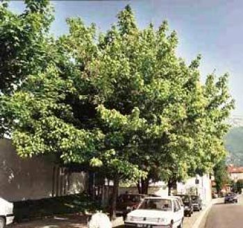 אדר מילני - עצי נוי | הדר נוי משתלות