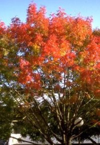 אלה ארצישראלית - עצי נוי | הדר נוי משתלות