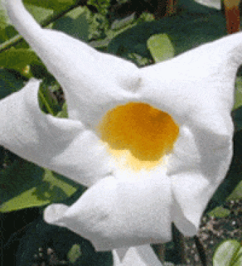 מנדווילה - עצי נוי | הדר נוי משתלות