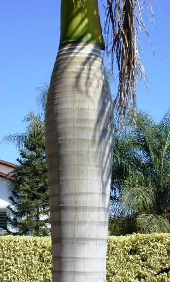 רויסטוניאה מלכותית ('דקל המלך') - עצי נוי | הדר נוי משתלות