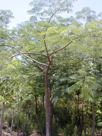 אנטרולוביום כפוף פרי- עצי נוי | הדר נוי משתלות